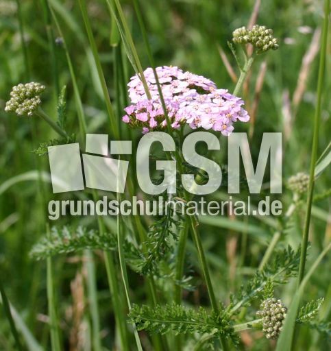 Schargarbe-1.jpg
